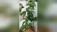 Настоящие сенсорные цветы Красная роза Шелковый цветок для свадьбы Декоративные искусственные цветы