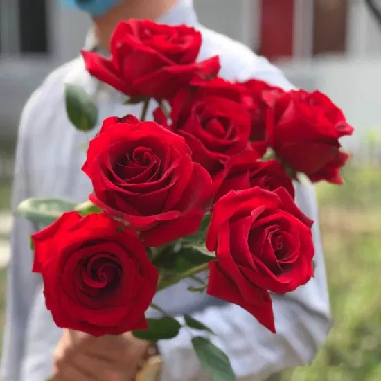 Свежая срезанная роза, рекламный подарок, декоративный цветок, День Святого Валентина, День месяца, 20 шт./пакет
