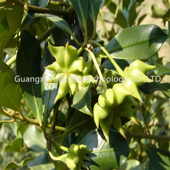 Производитель Массовая приправа Зимний урожай Звездчатый анис Китайские специи Сухие семена звездчатого аниса